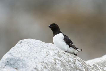Thick-billed Murre (Uria lomvia) or Brunnich's guillemot sitting on rock, Hinlopen Strait, Spitsbergen Island, Svalbard archipelago, Norway