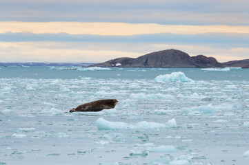 Bearded Seal (Erignathus barbatus) on pack ice, Liefdefjorden, Haakon VII Land, Spitsbergen Island, Svalbard Archipelago, Norway,