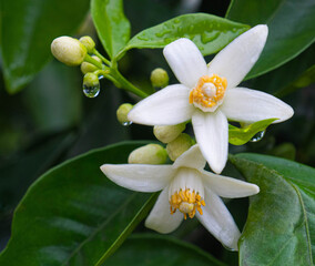 Valencian orange and orange blossoms. Spain. Spring harvest