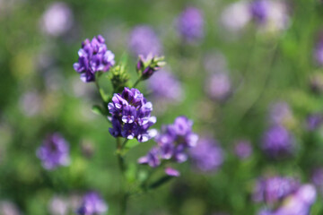 Campo di erba medica (Medicago sativa), primo piano dei fiori dalle diverse tonalità di rosa,...