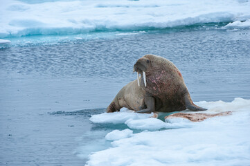 Walrus (Odobenus rosmarus), Torellneset Island, Svalbard Archipelago, Arctic Norway