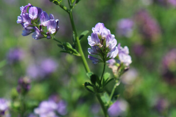 Campo di erba medica (Medicago sativa), primo piano dei fiori dalle diverse tonalità di rosa,...