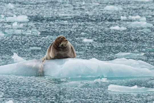 Bearded Seal (Erignathus barbatus) on pack ice, Liefdefjorden, Haakon VII Land, Spitsbergen Island, Svalbard Archipelago, Norway,