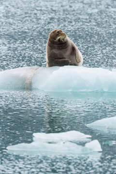 Bearded Seal (Erignathus Barbatus) On Pack Ice, Liefdefjorden, Haakon VII Land, Spitsbergen Island, Svalbard Archipelago, Norway,