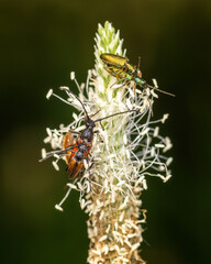 insects sit on a Daisy, close-up on a Sunny day
