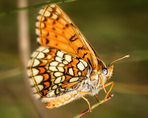 Fototapeta na wymiar butterfly 