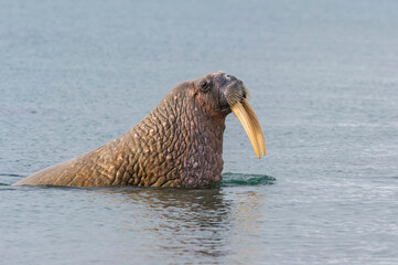 Walrus (Odobenus rosmarus) in water, Sarstangen, Prince Charles Foreland Island, Spitsbergen...