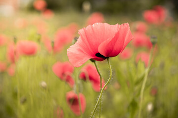 Obraz premium Flower poppy flowering on background poppies flowers in spring
