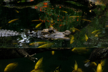 crocodile in the water