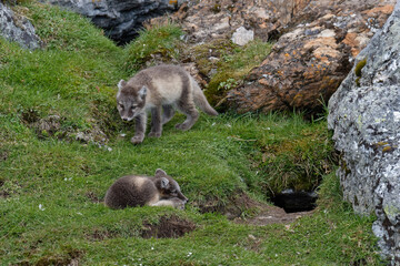 Young Arctic Foxes (Vulpes lagopus) playing near the den, Alkhornet, Svalbard Archipelago, Norway