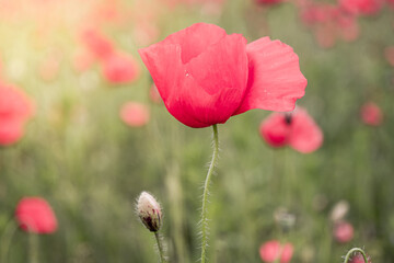 Macro photo nature red poppy flower. Background of blooming poppy flowers with open buds on the field. Poppy grows in the ground.