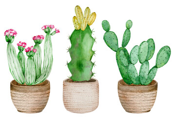 Potted Cactuses isolated on the white background. Watercolor hand drawn set illustration.