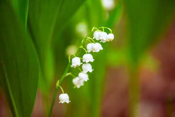 Lily of the valley