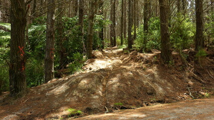 Motorbike tracks between native forest trees in Riverhead Forest, Auckland, New Zealand
