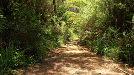 Fototapeta na wymiar Pathway through native plants in Riverhead Forest, Auckland, New Zealand