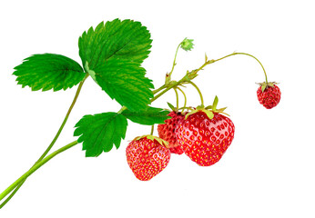 Strawberry plant with leaves and ripe red berries, isolated on white background.