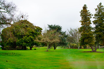 Rainy winter day at Kuirau Park. Wet trees and wide green lawn