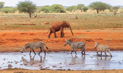 Fototapeta premium Zebras and an elephant at he water hole in Kenya