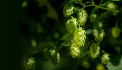 Green ripe hop cones on plantation. Wide format beer production concept background with copy space.