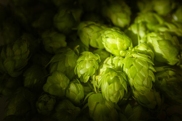 Heap of green ripe hop cones for brewery and bakery background.