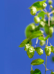 Green fresh cones of hops on the field under clear blue sky. Raw ingredient for making beer and bread closeup, agricultural background.