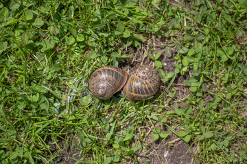 snails in the field of clovers