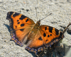 Fototapeta na wymiar aglais urticae butterfly on the Ground, top view, close-up