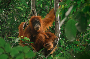 A wild orangutan in the jungle, Sumatra, Bukit Lawang