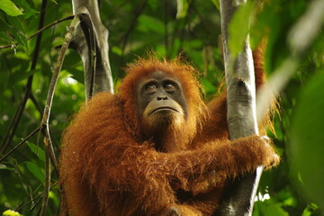 A wild orangutan in the jungle, Sumatra, Bukit Lawang