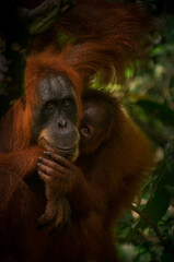 A wild orangutan in the jungle, Sumatra, Bukit Lawang