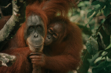 Fototapeta premium A wild orangutan in the jungle, Sumatra, Bukit Lawang