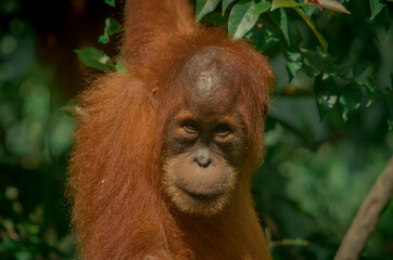 A wild orangutan in the jungle, Sumatra, Bukit Lawang