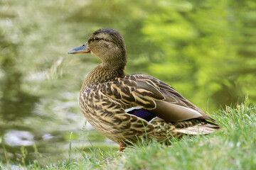 A female mallard duck sitting in the grass by a pond