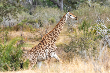Naklejka na ściany i meble Wild giraffe in savana grasss, South Africa.
