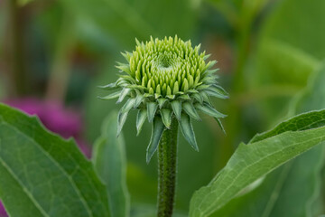 a close up of a coneflower blossom in growing in the lily garden