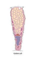 Diagram of goblet cell. Cells are located in the gastric glands into stomach