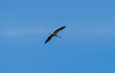 White stork (Ciconia ciconia) flying with spread wings with partly cloudy sky in the background