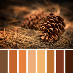 Fir cone palette