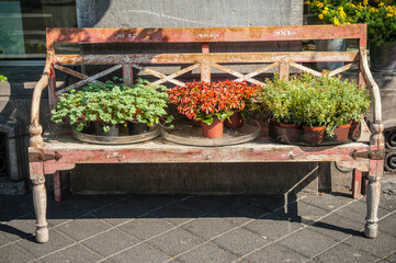 Old wooden bench with flowers