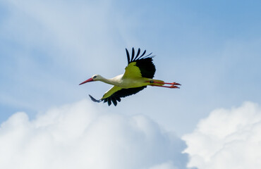 White stork ((Ciconia ciconia)) flying with spread wings with partly cloudy sky in the background
