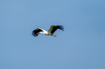 White stork (Ciconia ciconia) flying with spread wings with partly cloudy sky in the background