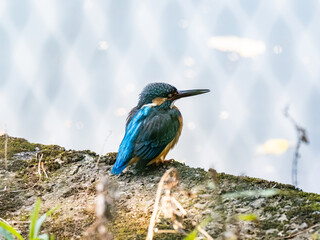 colorful common kingfisher perched on a wall 1