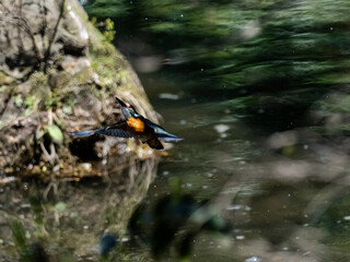 Obraz na płótnie Canvas colorful common kingfisher flying over a pond 1