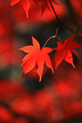 Closeup photo of a Japanese maple with red autumn leaves