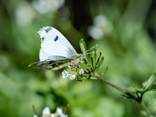 yellow tip butterfly on small white flowers 5