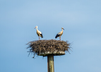 Two storks  (Ciconia ciconia) sitting on a hut on a lawn on a sunny day