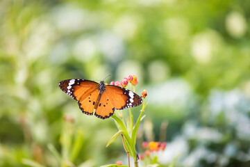 orange monarch butterfly with flower
