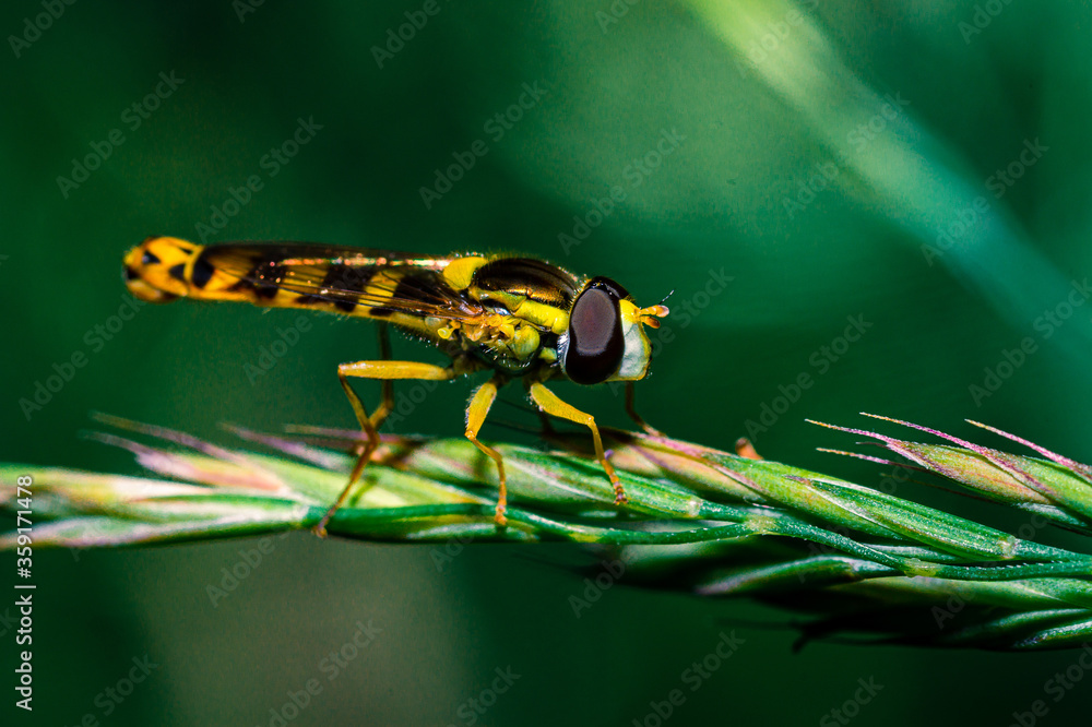 Wall mural just landed a common hoverfly shortly after landing on a blade of grass with a blurred background.