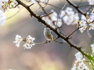Long tailed bush tit perched in cherry blossoms 2