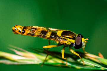 Just landed

A common hoverfly shortly after landing on a blade of grass with a blurred background.
